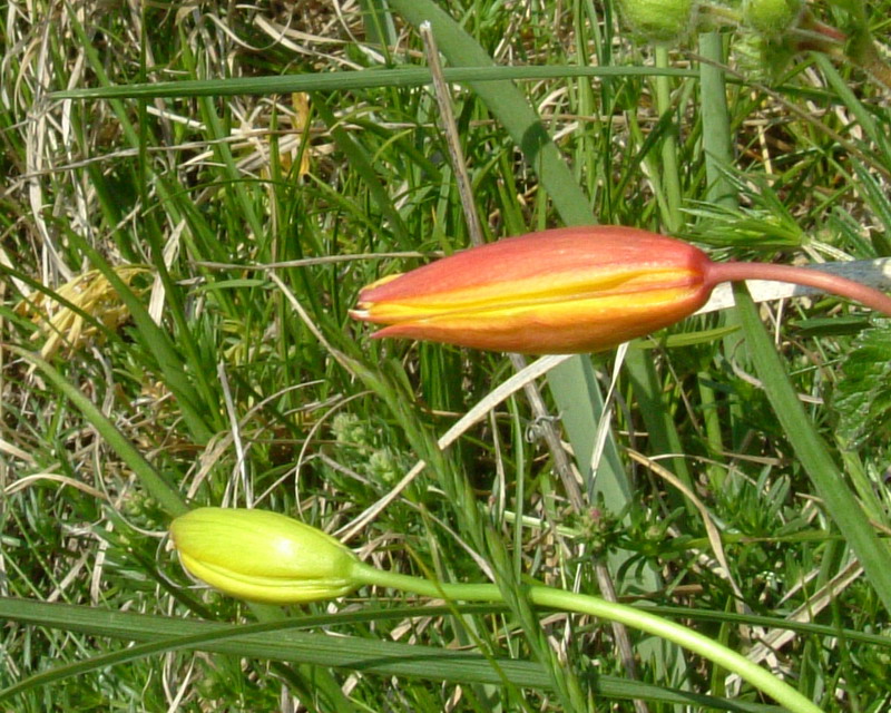 Tulipa australis / Tulipano montano